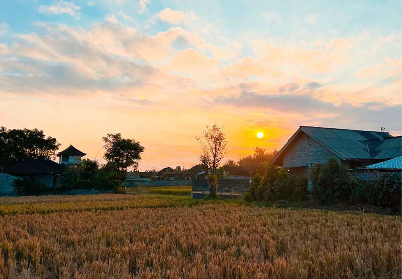 rice paddy sunset