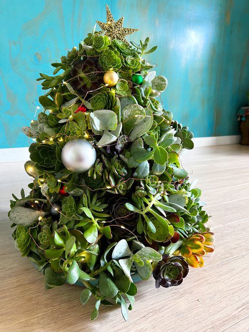 succulent tree
